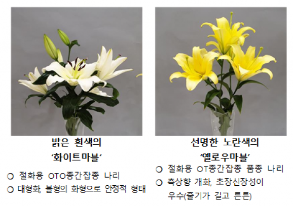 여름 꽃 나리, 국산화 이끌 새 품종 주목