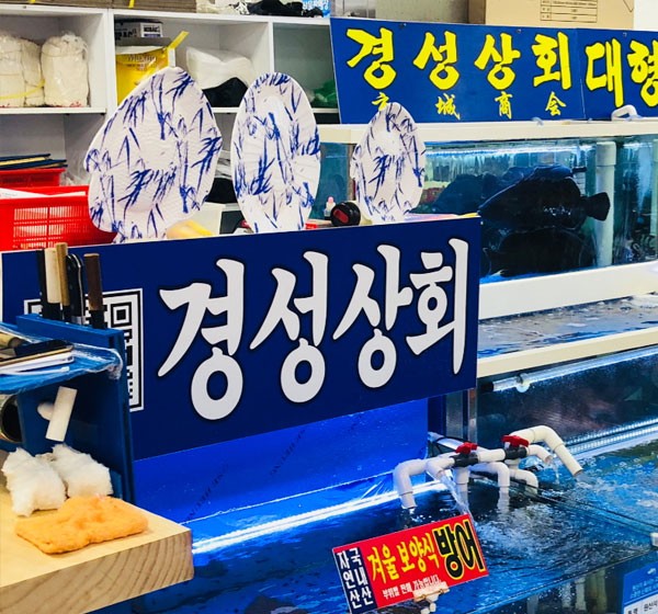 [맛집 기행] 노량진수산시장 맛집 ‘경성상회’, 자연산 활어 숙성회·모듬회로 생생한 횟감 인기