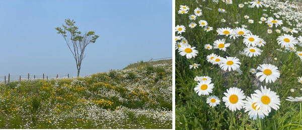 용인 복합문화공간 칼리오페, 6000평 규모 야생화정원 개방
