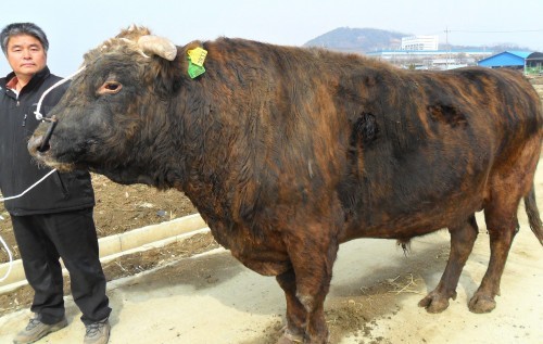 아산시, 호랑이 무늬 전통한우 칡소 복원사업 박차