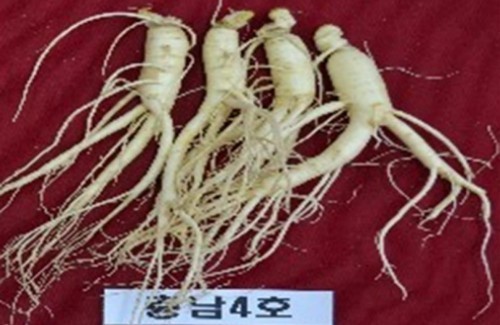 충남도, 사포닌 함량 1.7배 많은 인삼 개발