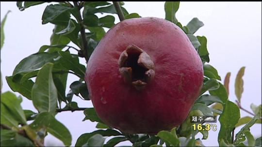 친환경 고흥 석류 ‘인기’