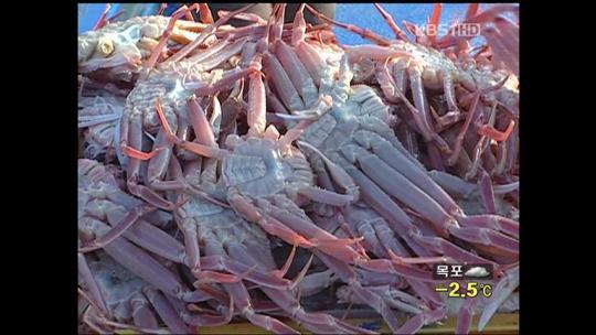 제철 맞은 울산 정자 대게