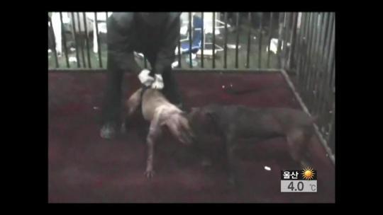 수천만 원 놓고 투견 도박