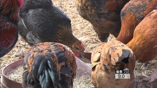 토종닭, 오디로 명품화