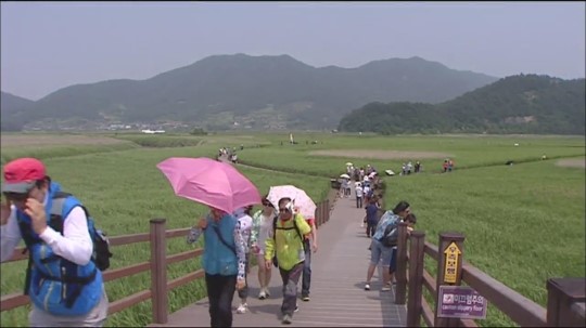 ‘갈대도 신록의 계절’ 또 다른 매력 초록빛 순천만