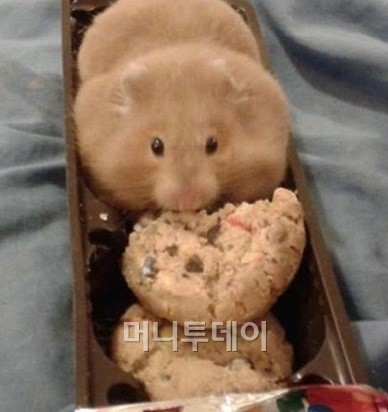 과자인 척하는 쥐, 보호색은 초콜릿? ‘내친김에 냠냠’