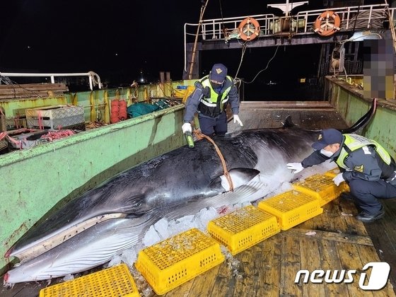 고래 고시 개정 1년 됐지만…고래 사체 유통 여전