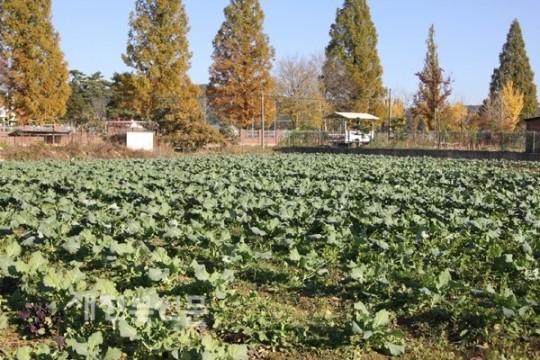 유기농 케일로 농업 다변화 모색