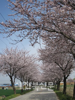 벚꽃길 걸으며 봄 만끽 하세요