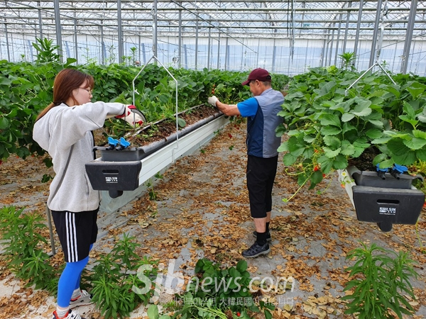 부안 주산면, 농번기 딸기농가 일손 도와
