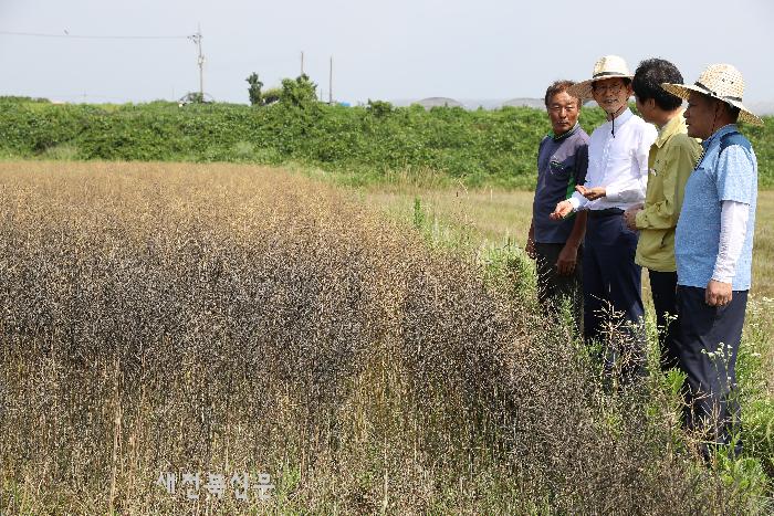 경관농업 1번지 고창, 유채밭 경관 기대감