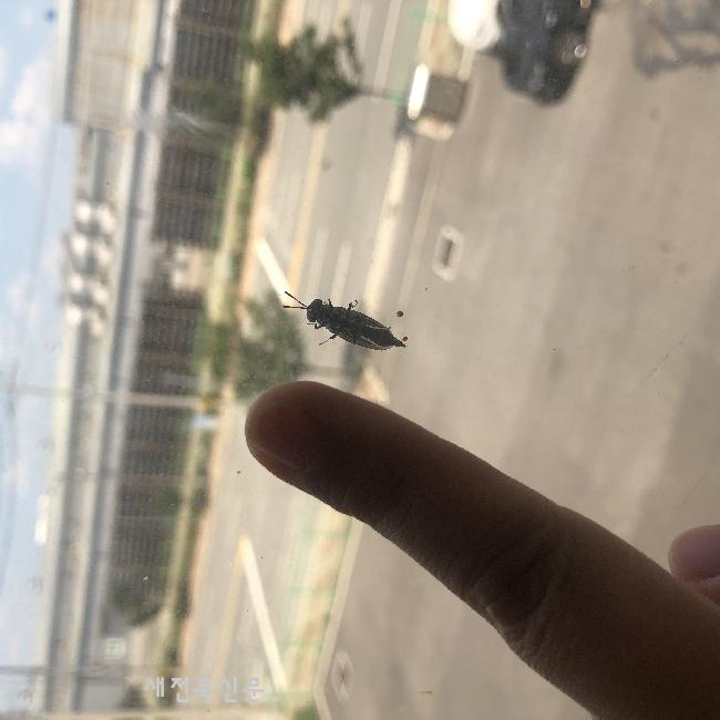 공장 탈출한 동애등에, 지평선산단 입주기업 ‘덜덜’