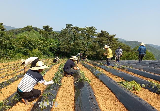 정읍시청 직원들, 영농철 일손 돕기 이어져