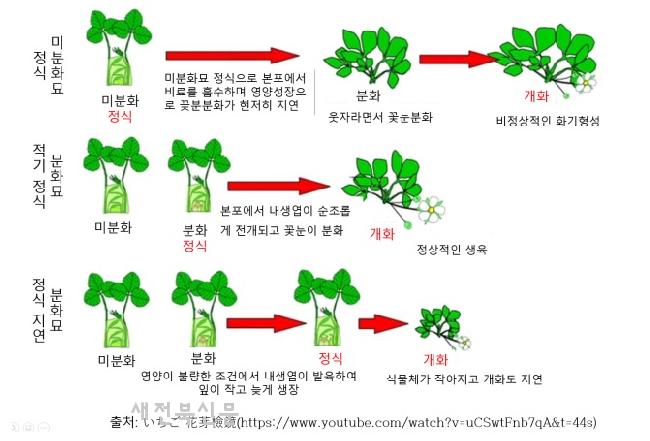 완주군, 명품 딸기 위한 꽃눈분화 기술서 발간