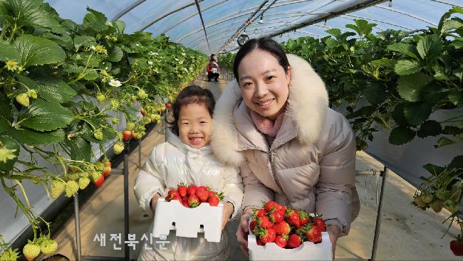 5만 명 찾은 완주 삼례딸기축제