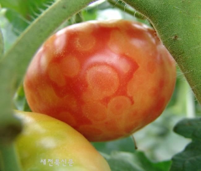시설재배 토마토 ‘바이러스별 맞춤 관리’ 필요해
