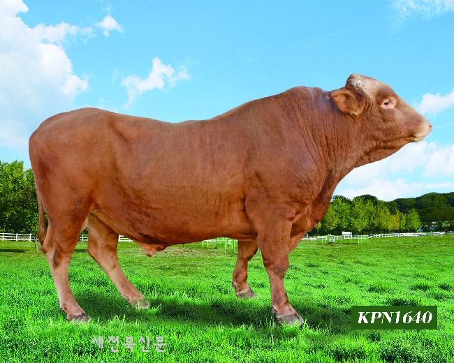 새해 한우 개량 이끌 “보증씨수소 여기 있소”