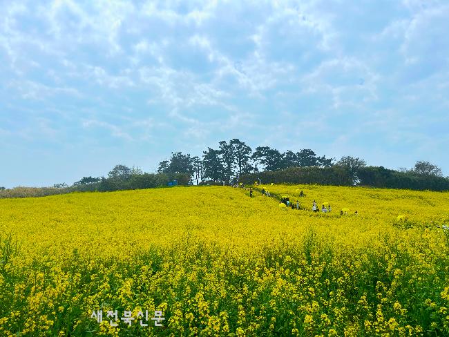 부안 변산면 수성당 노란 유채꽃 만개