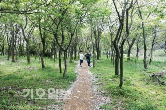천년의 역사 품고 지켜온 숲 삭막한 도심에 불어 넣은 숨