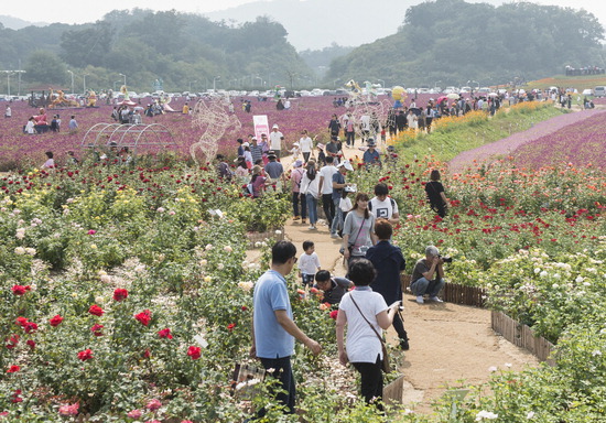 화사한 천일홍 자태에 ‘푹’
