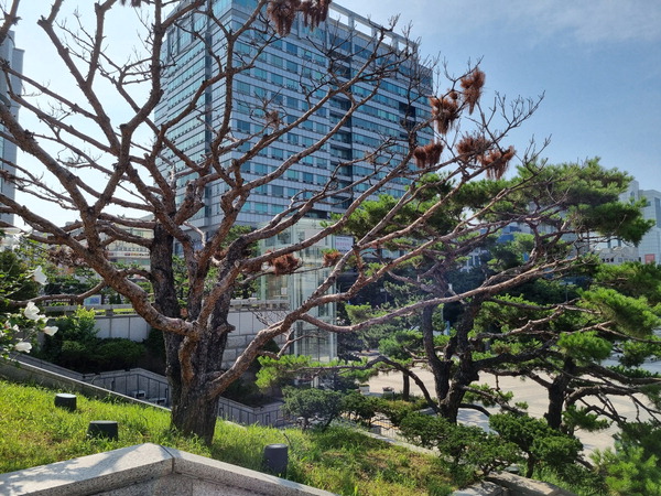 인천문예회관 말라 죽은 소나무 경관 조명 때문일까