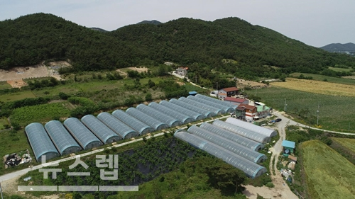 뽕디이레농원, 무설탕 프리미엄 뽕디 뽕잎가루로 우수한 한국 농산물 알린다