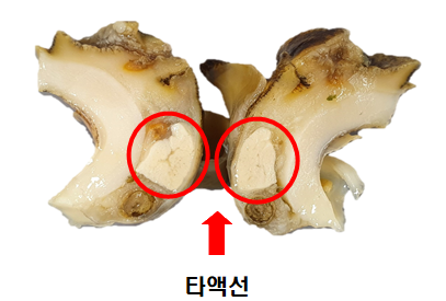 가을철 소라독 타액선 제거 후 섭취해야