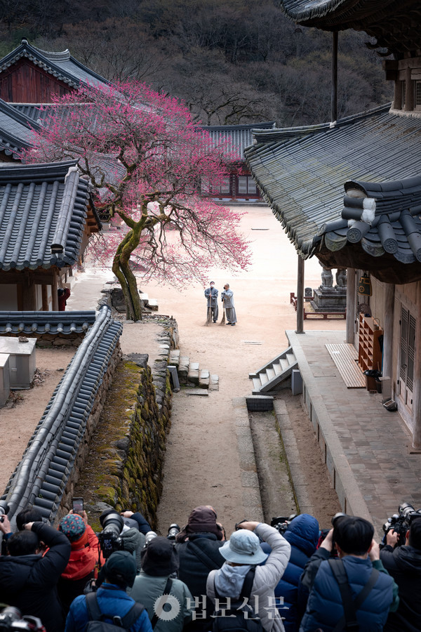 지리산 물들일 홍매화 물결, 사진과 글로 담아보세요