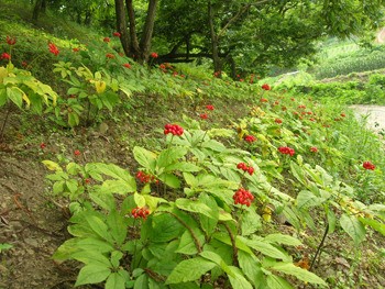 명품 산양산삼의 대중화 선도하다