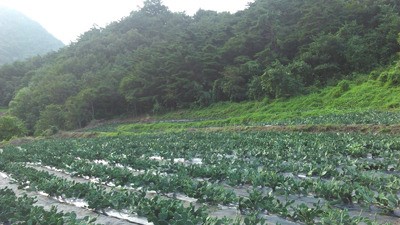 천년초는 신이 주신 천연의 우리 농산물