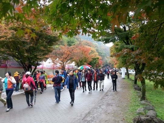 장성 백양사 애기단풍의 향연 성료···연일 북새통