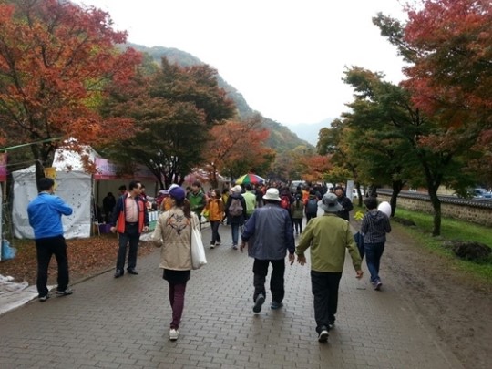 장성 백양사 애기단풍의 향연 성료···연일 북새통