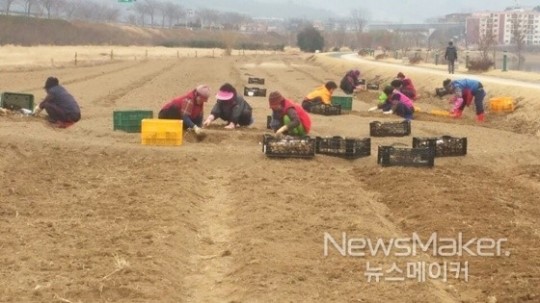 하동군, 송림∼신기리 산책로 일원 튤립단지 조성