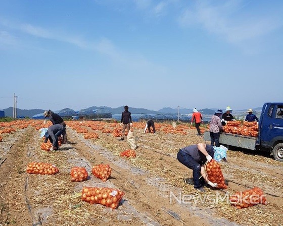 영광군 환경산림과, 농촌 일손돕기에 구슬땀