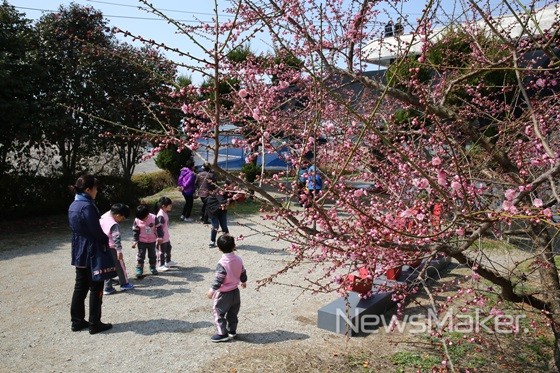 해남 보해매실농원 매화 만개