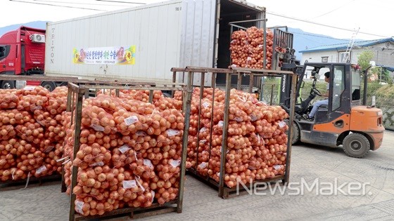 합천군, 양파 대만 수출 본격 돌입