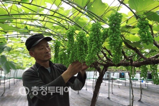 부농의 꿈 주렁주렁