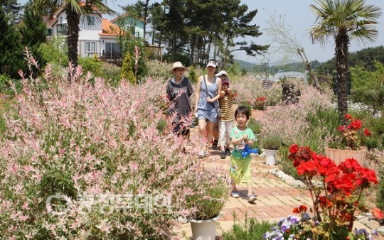 200여종 다양한 향기의 향연… 팜 카밀레 농원 24일까지 허브축제