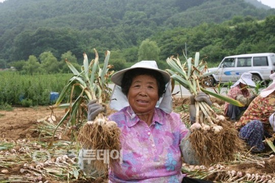 단고을 단양황토마늘 수매가 동결