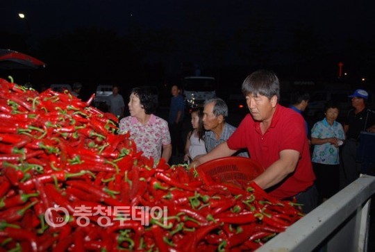 괴산 홍고추시장 8월 3일 개장