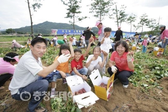 충주 산척면으로 고구마 캐러 오세요