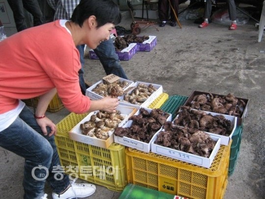 가을 시골장터 가득 야생의 향기