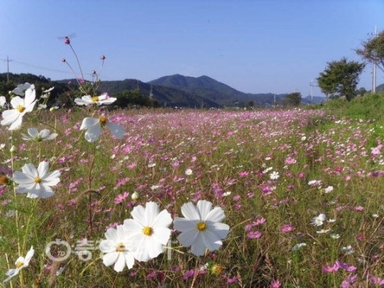 천안 동남구 북면 코스모스길 가을정취 가득