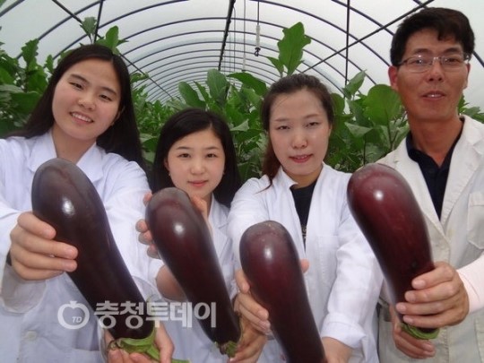 충주서 슈퍼가지 시험재배 성공
