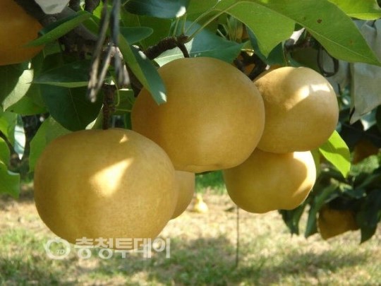 천안시-당도높고 과즙많아 시원한 맛 일품 신고배