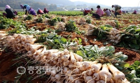 태안 황토 알타리무 풍작 … 가격은 폭락