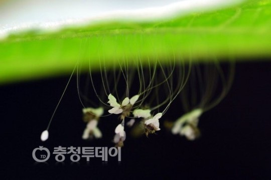 상서로운 기운 받아가세요