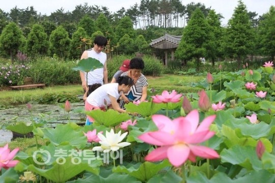 그윽한 연꽃 향기·여유를 느껴보자