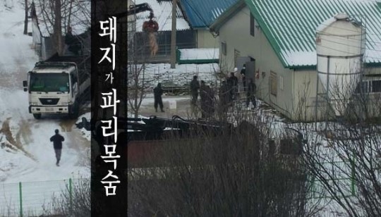 진천 구제역 확산양상… 인근 지자체·농가들 노심초사